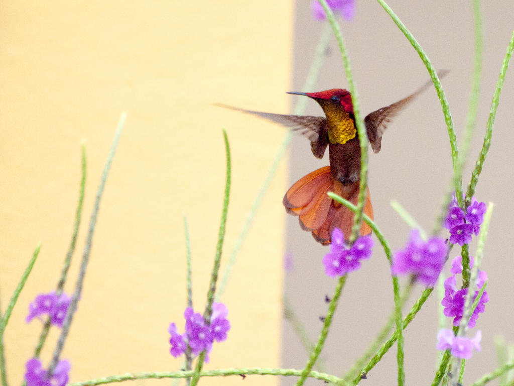 Wanapa Lodge Bonaire Ngoại thất bức ảnh