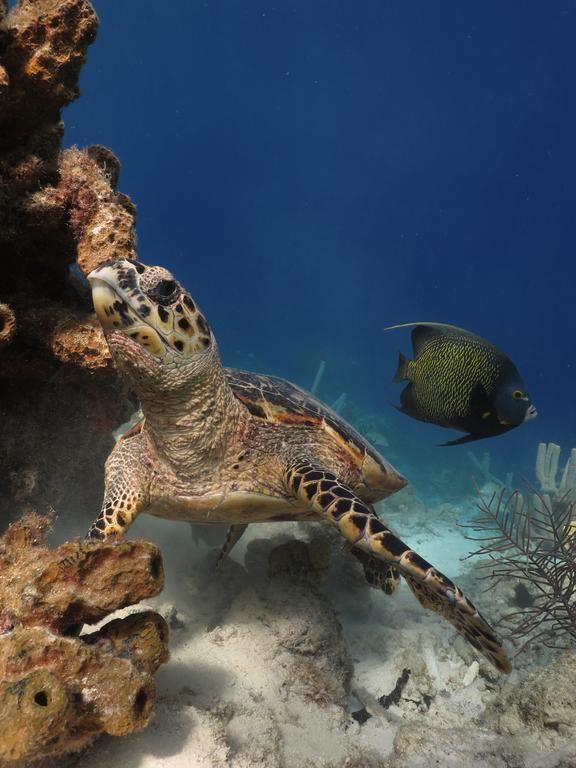 Wanapa Lodge Bonaire Ngoại thất bức ảnh